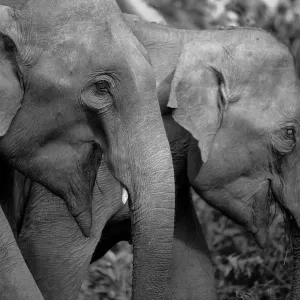 elephant wlatz
