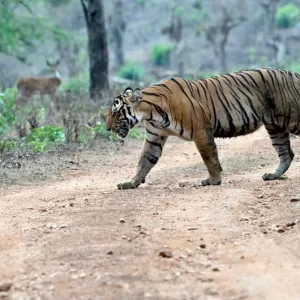 Wildlife tiger on the road