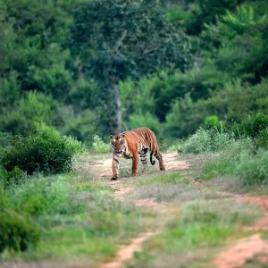 tiger